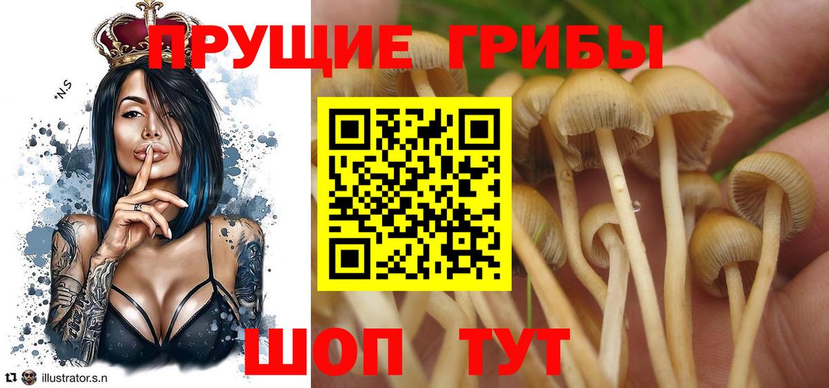 купить  сайты  Вход с VPN  Грозный  Псилоцибиновые грибы GOLDEN TEACHER 